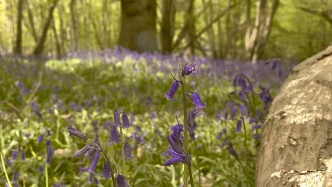 Pull focus to Bluebell flowers 스톡 동영상 128578167