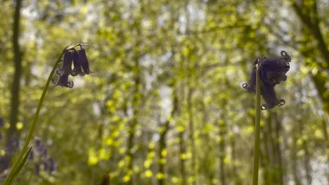 Pull focus from Bluebell flowers to forest 動画素材 128694198