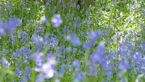 Pull Focus on Bluebells 库存影片 92685891