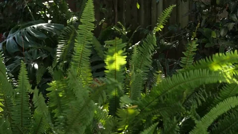 Pull focus Bushes Video stock 79249520