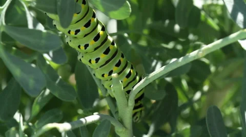 Pull focus on Caterpillar Stock-Footage 53419115