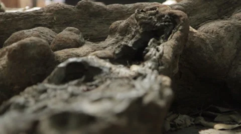 Pull-Focus Close-Up Brown Tree Roots Stock Footage 42753689