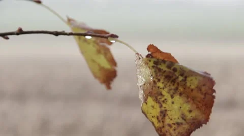 Pull Focus Close up Leaf to Misty English Field Stock-Footage 41114241