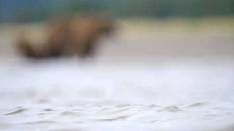 Pull focus of Coastal brown bear and cubs Stock Footage 128695128