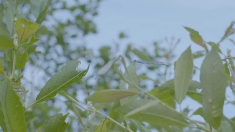 Pull Focus from Common Blue Damselfies Stock Footage 81144708