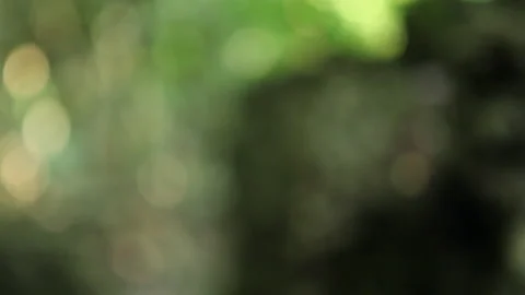 Pull focus on Coral in Coastal Forest Stock Footage 138145344