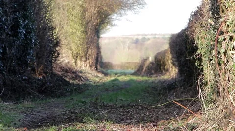 Pull Focus - Countryside Path - Hedge Foliage in Beautiful Morning Light 動画素材 48982607