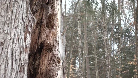 Pull Focus Dameged Tree Trunk. Stock Footage 179661913