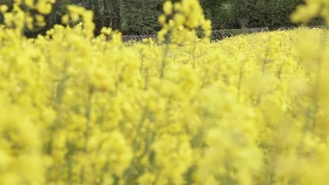 Pull Focus Field of waving yellow rapeseed flowers Stock-Footage 72752596