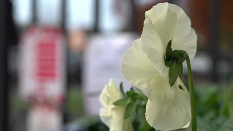 Pull focus from a flower to a fence and COVID 19 sign Stock Footage 144822543