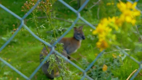 Pull focus from flower to Wallaby through fence Stock Footage 114664778
