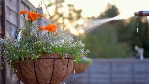 Pull focus of Flowers being Watered with a Hose Stock Footage 93390552