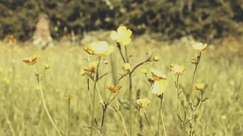 Pull Focus of Flowers in a Green Field Stock Footage 242673460