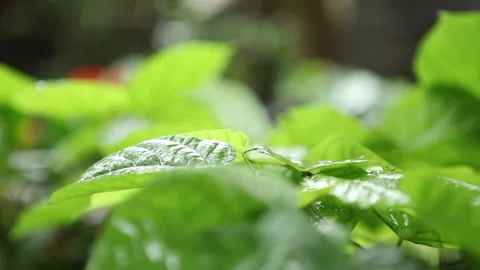 Pull Focus on Fresh Green Leaves in tree nusery Stock Footage 138142318