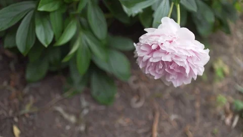 Pull focus from ground to pink petal flower Stock Footage 76934877
