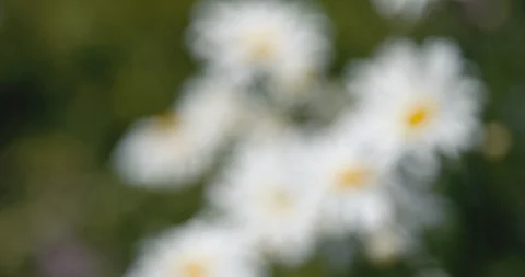 Pull focus group of daisies swaying in the wind Stock Footage 90157038