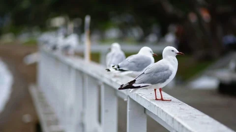 Pull focus group of seagulls perching on white fence. Stock Footage 88604089