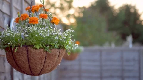 Pull Focus of Hanging Baskets after Being Watered Stock Footage 93392605