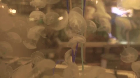Pull focus on jellyfish tank at sealife conservation centre Stockbeeldmateriaal 84650635