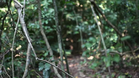 Pull focus on Kenyan Coastal Forest Stock Footage 138145088