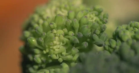 Pull focus macro shot of broccoli Stock Footage 69262403