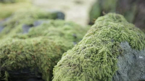 Pull focus on mossy dry stone wall, Yorkshire Stock Footage 259390441