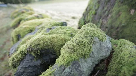 Pull focus on mossy dry stone wall, Yorkshire Stock Footage 259390514