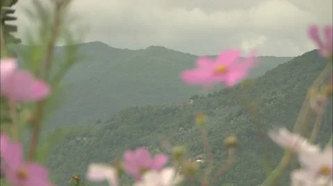 Pull focus from mountains to pink flowers Stock Footage 35797842