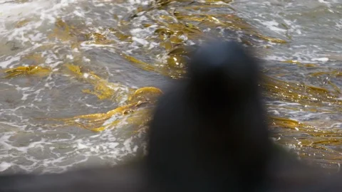 Pull focus from ocean to wet New Zealand Fur Seal pup on rock Stock Footage 91372814