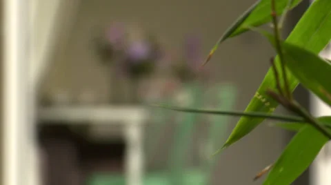 Pull focus from outdoor plant inside dining room Stock Footage 35599470