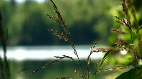 Pull focus over lake in  remote Alaska Stock Footage 40449226