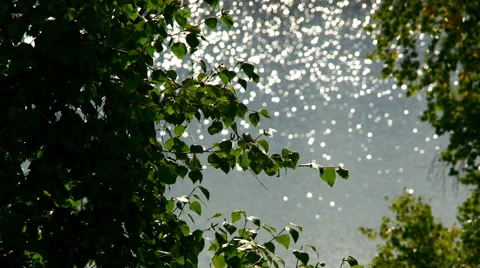 Pull focus over a remote Alaskan lake through the trees Stock Footage 40451012