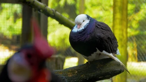 Pull focus to Pigeon falling asleep on wooden log Stock Footage 114851506