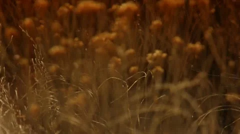 Pull focus of plants Stock Footage 10726691