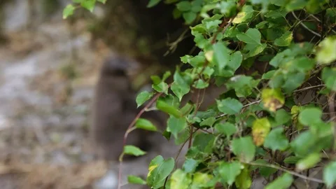 Pull focus from plants to Yellow-Eyed Penguin chick on edge of beach Stock Footage 91375943