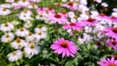 Pull in focus on the purple coneflower Video stock 246718955