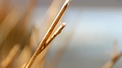Pull Focus Reeds to Beautiful Lake Bokeh 2 - English Countryside Stock-Footage 40751512