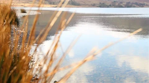 Pull Focus Reeds to Beautiful Lake Bokeh 1 - English Countryside 動画素材 40751522