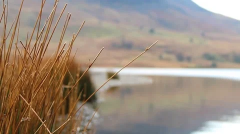Pull Focus Reeds to Beautiful Lake Bokeh - English Countryside 動画素材 40751525