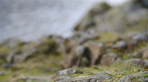 Pull Focus Rocks to (NTSC) Beautiful Lake Bokeh English Countryside (720) 動画素材 41007287