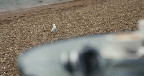 Pull focus from seagull on beach to camera and coffee Stock Footage 90156962
