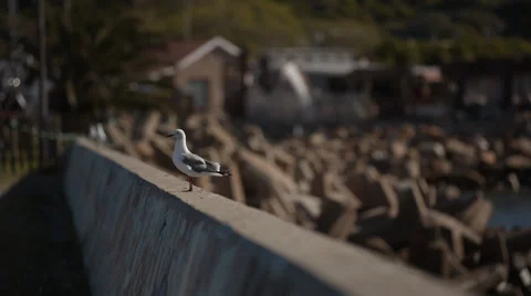 Pull focus of Seagulls coming to land on a wall Stock Footage 54680501