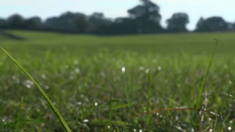 Pull focus shot of a healthy grass field in spring Stock Footage 71353187