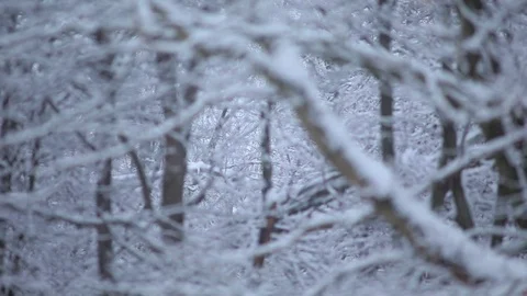 Pull Focus on Snow Falling on Forest Trees on a winter day.Neutral color grade. Видео 76503406