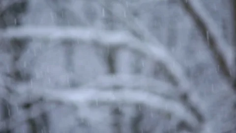 Pull Focus on Snow falling on snowed-on Tree Branches. Detail Shot. Vidéo 76503384