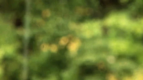 Pull focus to spiderweb Video stock 36477388