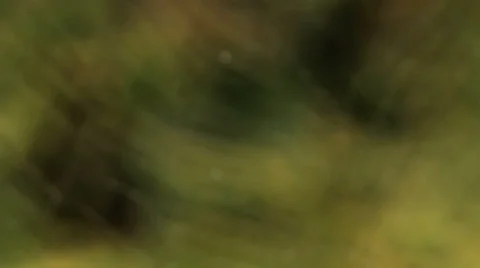 Pull focus to spiderweb Video stock 36479389