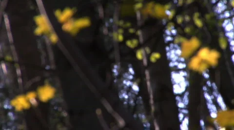 Pull focus to sunlit leaves 스톡 동영상 69573