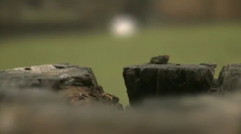 Pull focus to swan in summer from behind a tree stump Stock Footage 860636