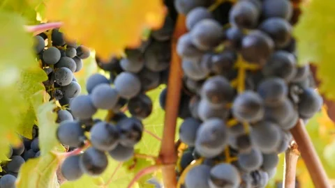 Pull focus through a grapevine Stock Footage 87857536